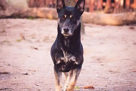 Wesoły pozytywnie nastawiony do życia psiak poleca się do adopcji, Wielkopolskie, Poznań