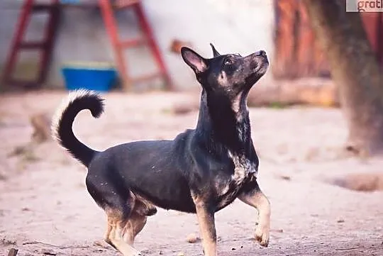 Wesoły pozytywnie nastawiony do życia psiak poleca się do adopcji, Wielkopolskie, Poznań