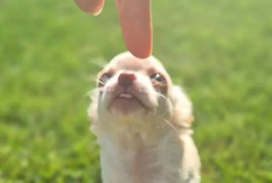 Chihuahua FCI z kameralnej domowej hodowli Z domu Rosa, samiec długowłosy, , Łomianki