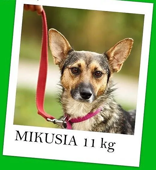 Mikusia-suczka,1,5 roku,łagodna,przytulasna,średni