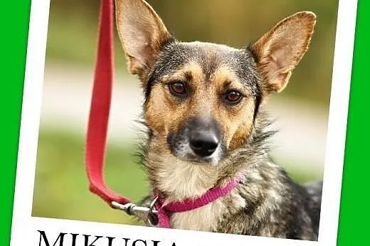 Mikusia-suczka,1,5 roku,łagodna,przytulasna,średni