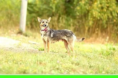 Mikusia-suczka,1,5 roku,łagodna,przytulasna,średni