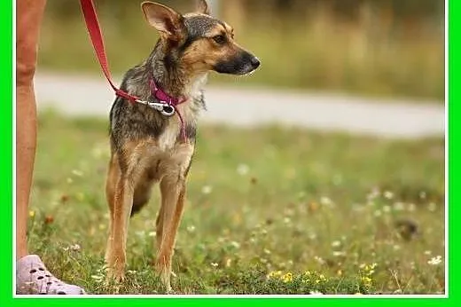 Mikusia-suczka,1,5 roku,łagodna,przytulasna,średni