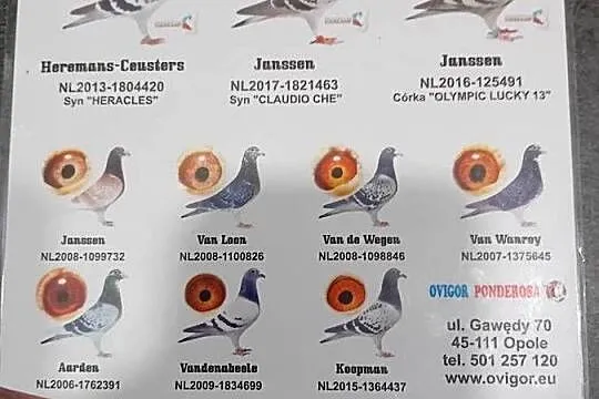 Ovigor panderosa samiec 2019r., Kujawsko-pomorskie, Toruń