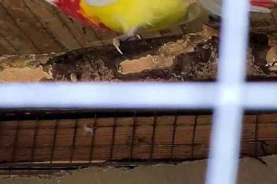 Rozelle Białolice Lutino, Mazowieckie, Stare Babice