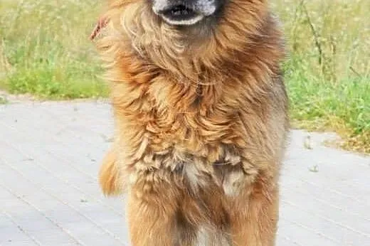 Frykas doskonały psiak stróżujący do adopcji,  lub