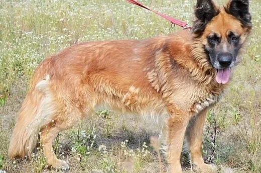 Frykas doskonały psiak stróżujący do adopcji,  lub