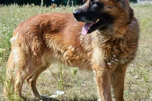 Frykas doskonały psiak stróżujący do adopcji,  lub