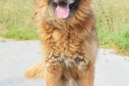 Frykas doskonały psiak stróżujący do adopcji,  lub