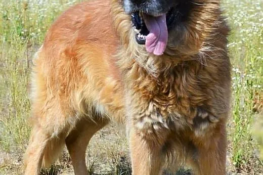 Frykas doskonały psiak stróżujący do adopcji,  lub