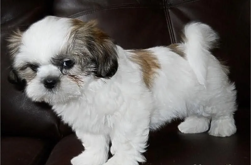 Shih-tzu szczenięta
