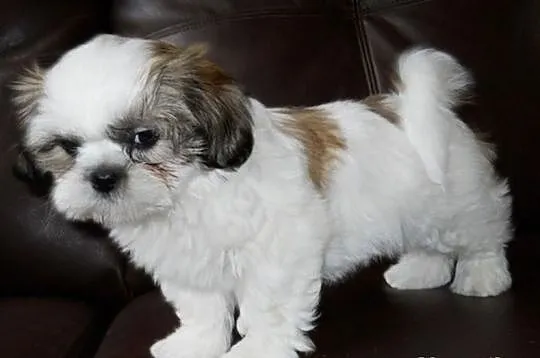 Shih-tzu szczenięta