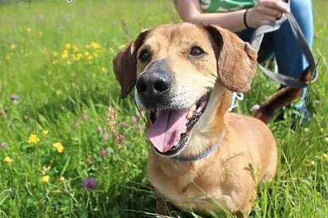 Rysiek - starszak do adopcji ,  dolnośląskie Kamienna Góra