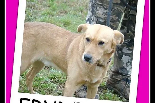 FRYDERYK- młody, łagodny, towarzyski pies, waga 17 kg_Adopcja_