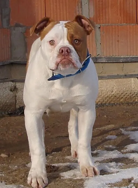 Bulldog Amerykański - samiec Bully