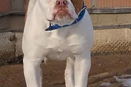 Bulldog Amerykański - samiec Bully, Garwolin