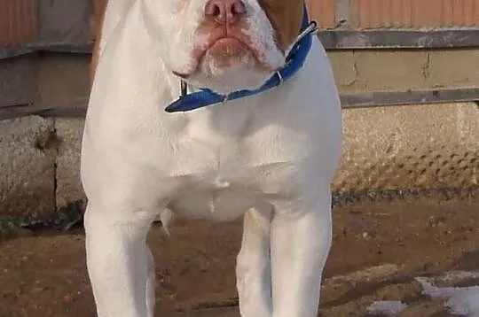 Bulldog Amerykański - samiec Bully