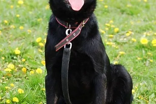 2 labradory suczka i pies ,  Labrador retriever cała Polska