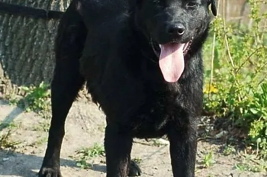 2 labradory suczka i pies ,  Labrador retriever ca