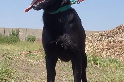 2 labradory suczka i pies ,  Labrador retriever ca