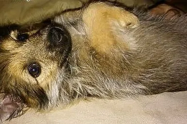 Ambrozja- śliczny szczeniak - do adopcji,  mazowie