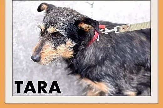 TARA-terier mix,łagodna,spokojna suczka.ADOPCJA,  