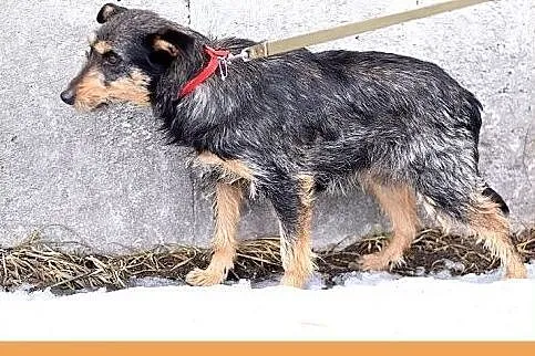 TARA-terier mix,łagodna,spokojna suczka.ADOPCJA,  