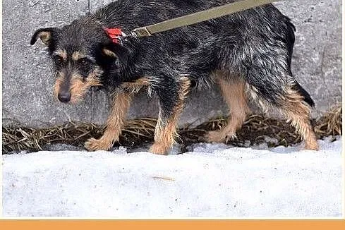 TARA-terier mix,łagodna,spokojna suczka.ADOPCJA,  