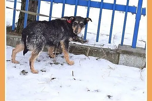 TARA-terier mix,łagodna,spokojna suczka.ADOPCJA,  
