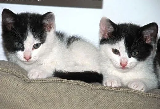 Kociaki, kocurki, kotki, kotek 10 tyg. adopcja, m