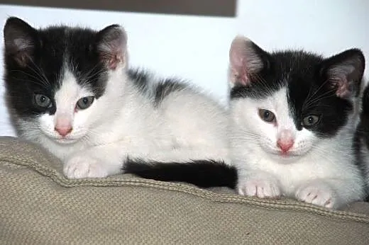 Kociaki, kocurki, kotki, kotek 10 tyg. adopcja,  m
