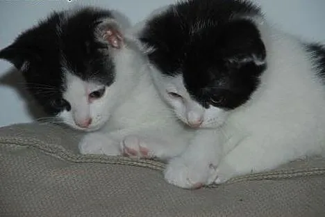 Kociaki, kocurki, kotki, kotek 10 tyg. adopcja,  m