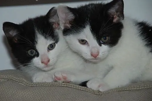 Kociaki, kocurki, kotki, kotek 10 tyg. adopcja,  m