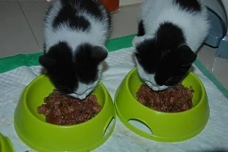 Kociaki, kocurki, kotki, kotek 10 tyg. adopcja,  m