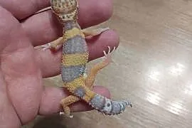 Gekony lamparcie