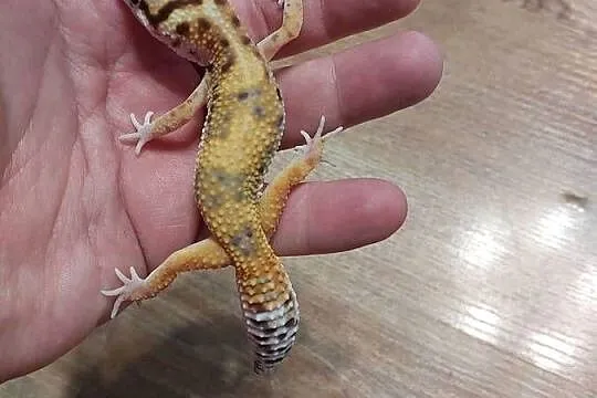 Gekony lamparcie, Pomorskie, Reda