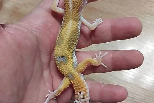 Gekony lamparcie, Pomorskie, Reda