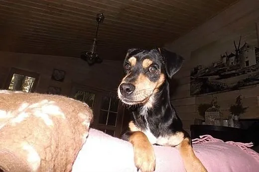 MICHAŚ-malutki szkrab, ufny, oddany szuka  DOMU MA