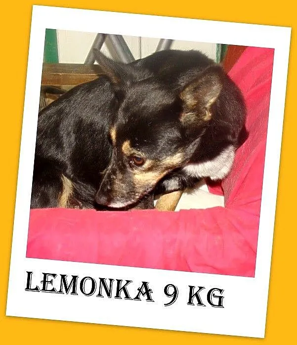 Grzeczna,cicha,delikatna pinczerkowata sunia LEMON