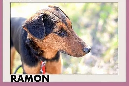 RAMON,jagdterrier mix,młody,łagodny,wesoły piesek.ADOPCJA,  dolnośląskie Wrocław