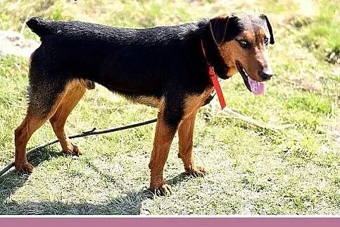 RAMON,jagdterrier mix,młody,łagodny,wesoły piesek.