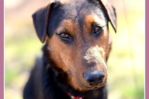 RAMON,jagdterrier mix,młody,łagodny,wesoły piesek.