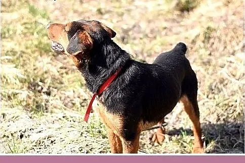 RAMON,jagdterrier mix,młody,łagodny,wesoły piesek.