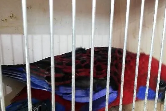 Sprzedam samca rozeli królewskiej, Małopolskie, Nowy Sącz