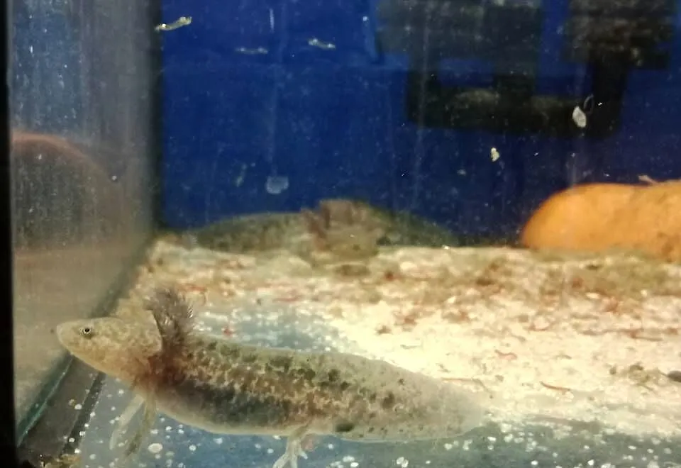 młoda salamandra andersoni czyli ambystoma, Lubuskie, Gorzów Wielkopolski