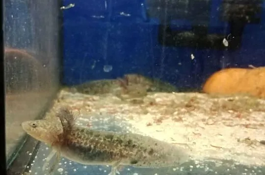 młoda salamandra andersoni czyli ambystoma, Lubuskie, Gorzów Wielkopolski