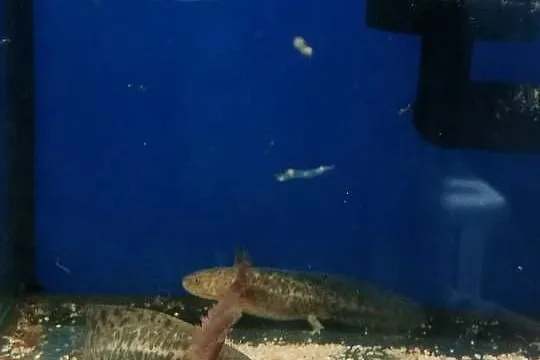 młoda salamandra andersoni czyli ambystoma, Lubuskie, Gorzów Wielkopolski