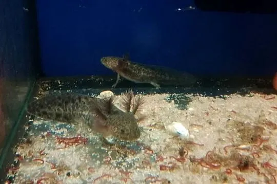 młoda salamandra andersoni czyli ambystoma, Lubuskie, Gorzów Wielkopolski
