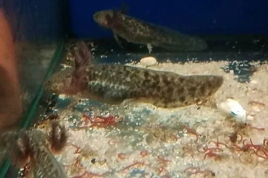młoda salamandra andersoni czyli ambystoma, Lubuskie, Gorzów Wielkopolski