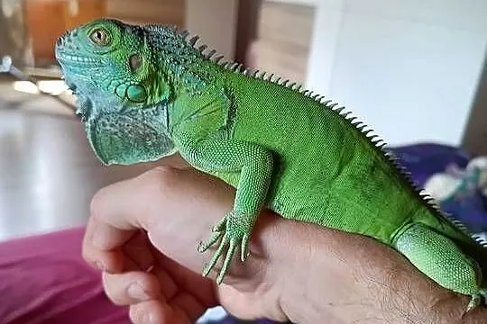Legwan zielony iguana z domowej hodowli